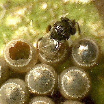 カメムシの卵の寄生バチ