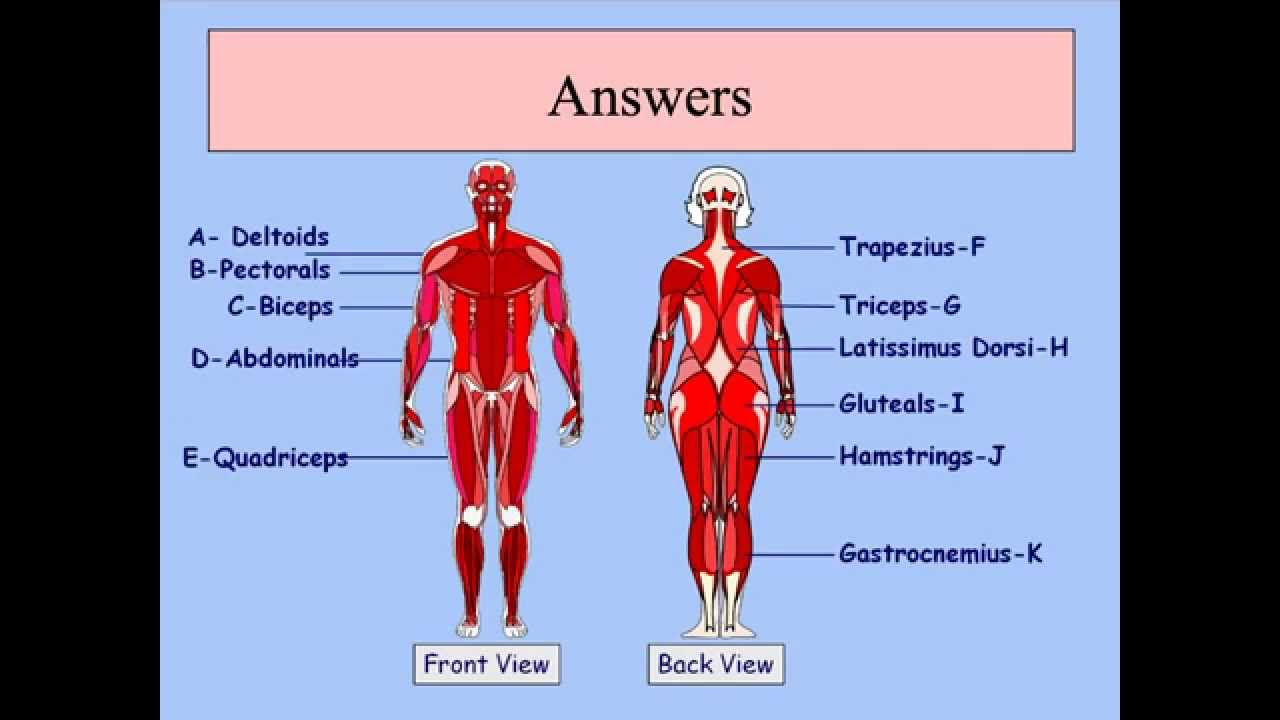 GCSE PE Podcast Muscular system - YouTube