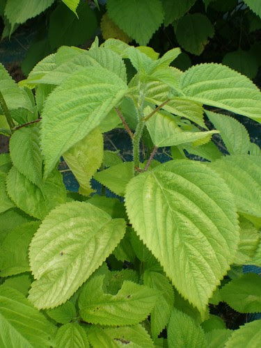 Save Up To 50 Big Nettle Laportea Macrostachya Ex Japan 7 Seeds The Best Selection Of Www Staypura Com