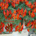 Lotus Vine Amazon Sunset : Check spelling or type a new query.