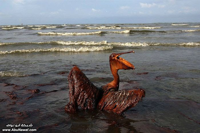 أقوى الصور العالمية لعام 2010