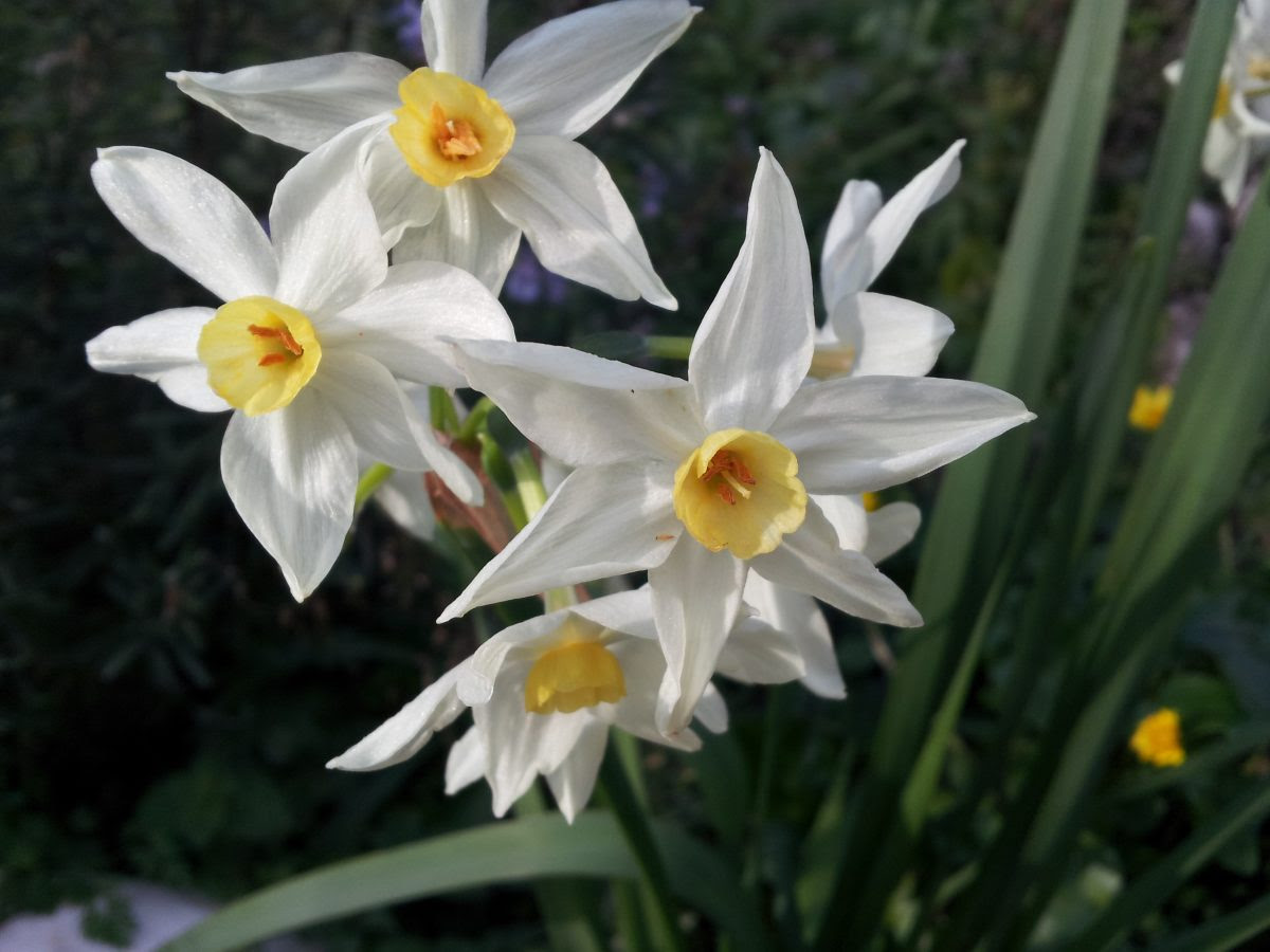 Narciso coltivazione