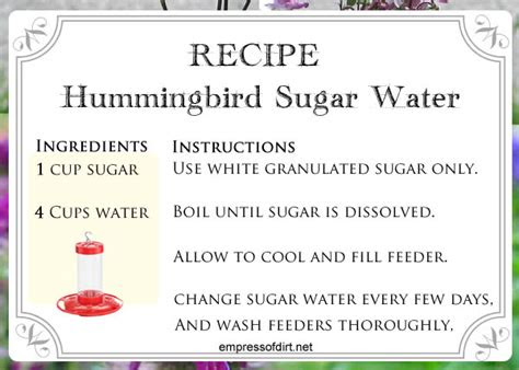 hummingbird sugar water choose  feeder