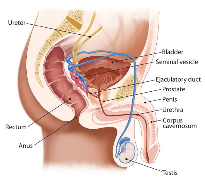 male urinary system diagram