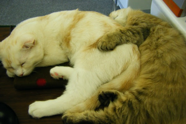 ベストカップル賞２００８ Cat Room Chamamo 東京 原宿の猫カフェ ネコカフェ