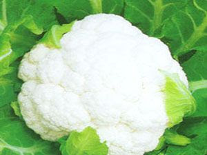 京山白花菜 京山县特产京山白花菜专题