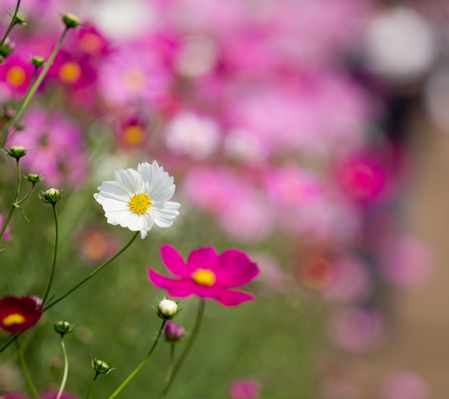 秋の花 コスモス スマートフォン無料壁紙 1440 1280 Android向け