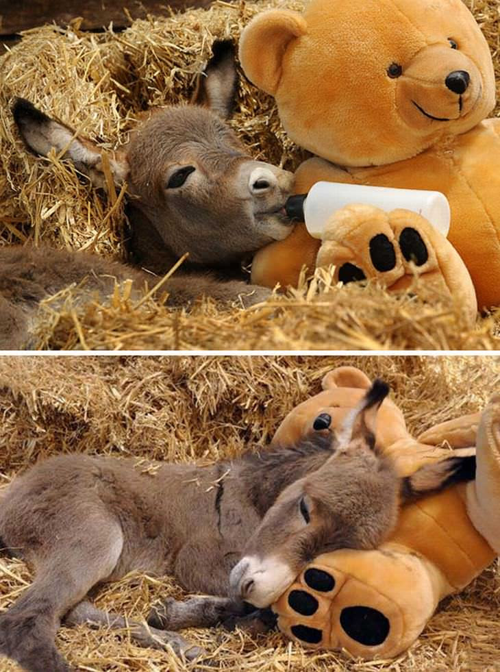 filhotes de burro