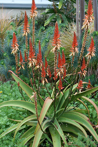 aloe vanbalenii blooming
