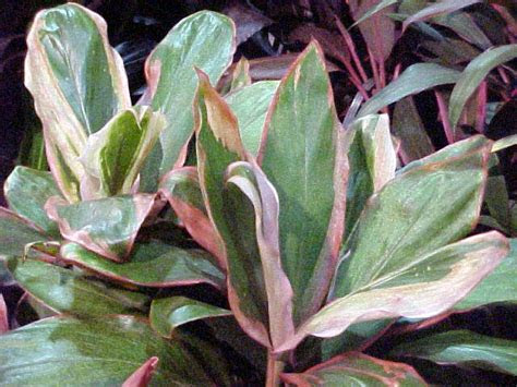 Stems have prickles rather than stout thorns. Ti Plant, Cordyline terminalis, article