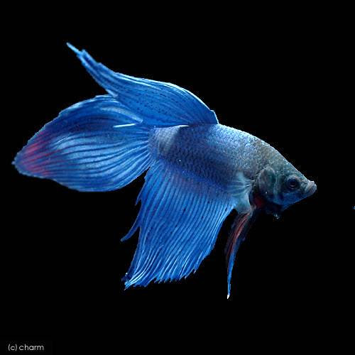 丈夫で綺麗 初心者向にオススメな観賞魚10選 アクアリウムの始め方