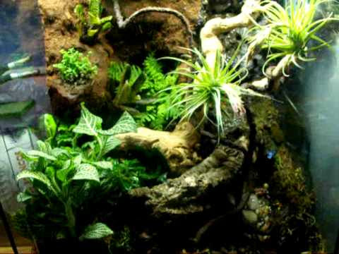 Dart frog vivarium - YouTube