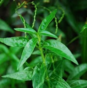 24+ Tanaman Obat Daun Diabetes