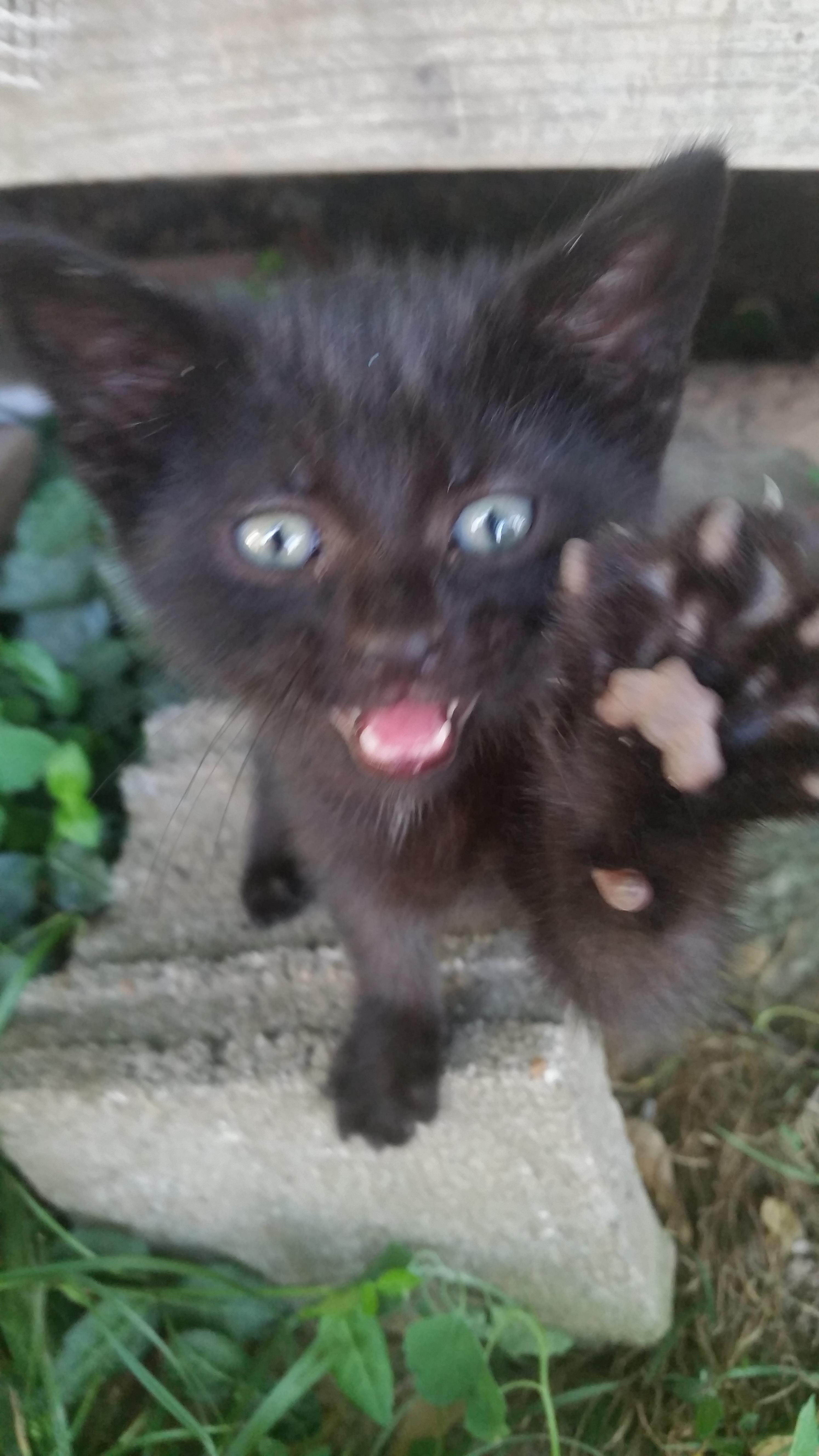 Rawrrrr I M Fierce Catpictures