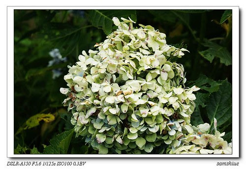 DSC02374_nEO_IMG