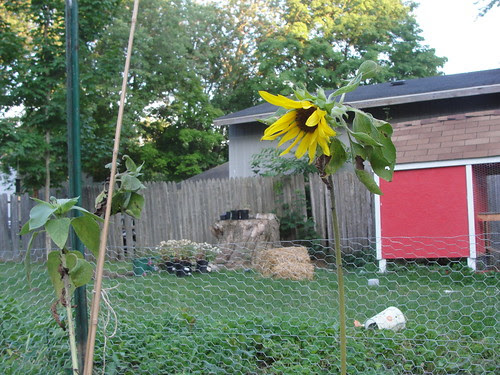 sunflower