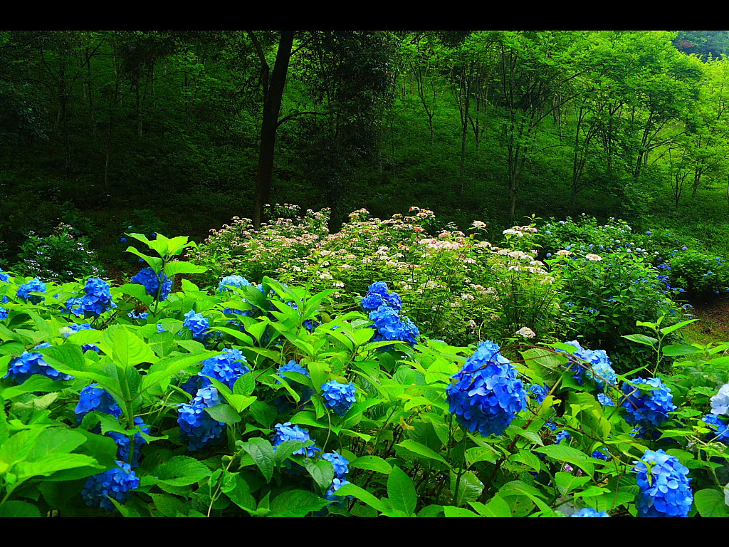 あじさいと山の初夏の緑