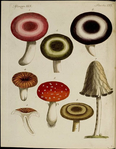 Fungi species