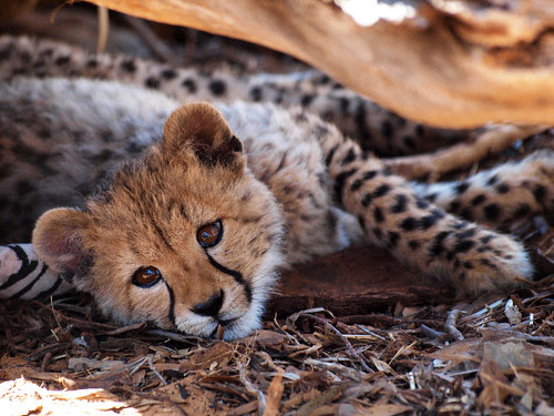 Cheetah cub