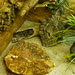 Reptilien Ausstellung in Pinneberg, 23.02.14