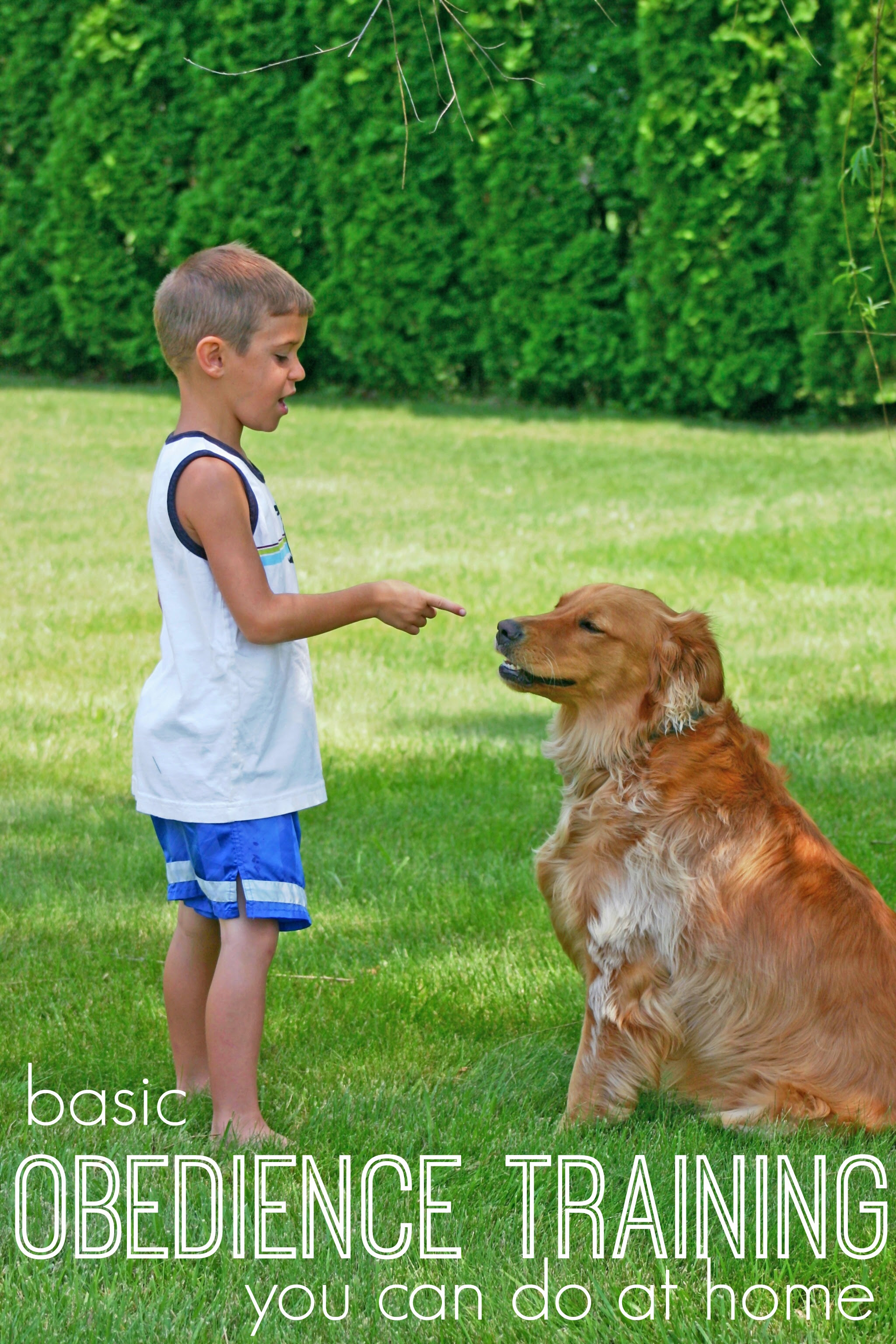Basic Dog Obedience Training Tips and Tools via Tipsaholic.com