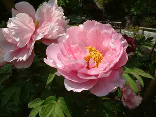 立てば芍薬 座れば牡丹 歩く姿は百合の花 聞いた言葉シリーズ第７８回目