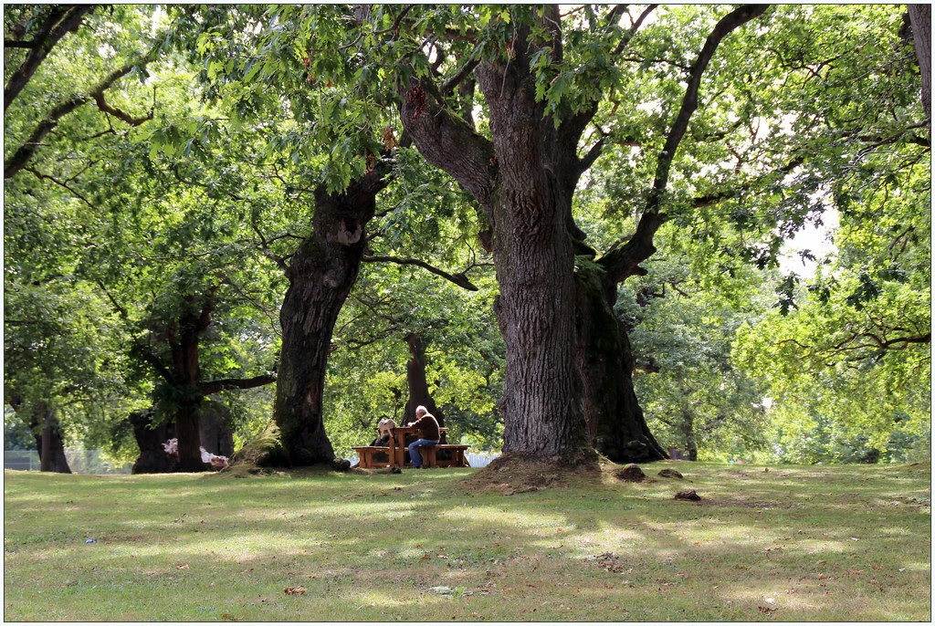 carbayera de tragamón un monumento natural