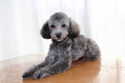 ティーカップサイズのトイプードルシルバー グレー の子犬メス 生後9ヶ月 A Happy Dog Life ブリーダーブログ