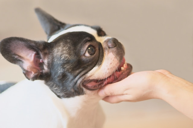 関東6選 犬を飼っていなくても犬とふれあえるオススメスポット