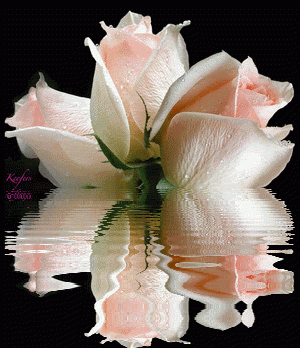 Animated Flowers. Rosas, Roses, Animated Graphics, Flores, Rosas, Flowers, Beautiful Flowers, Color Splash, Keefers