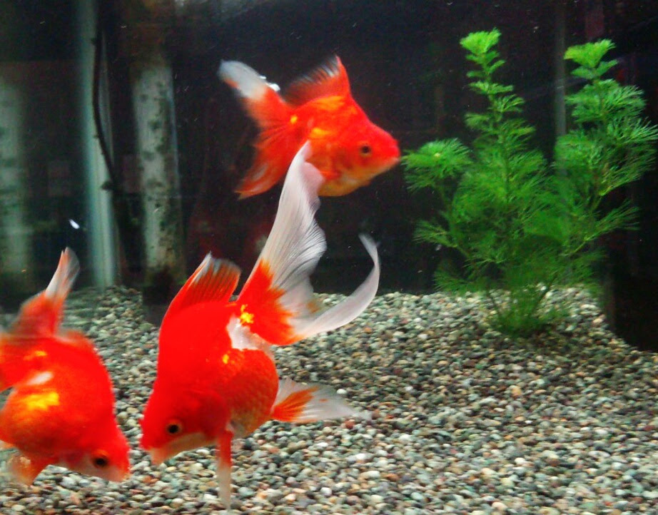 メダカ飼育 青水効果 マリンブルー青幹之に魅せられて お勧め商品 熱帯魚ショップ セルバス川口店