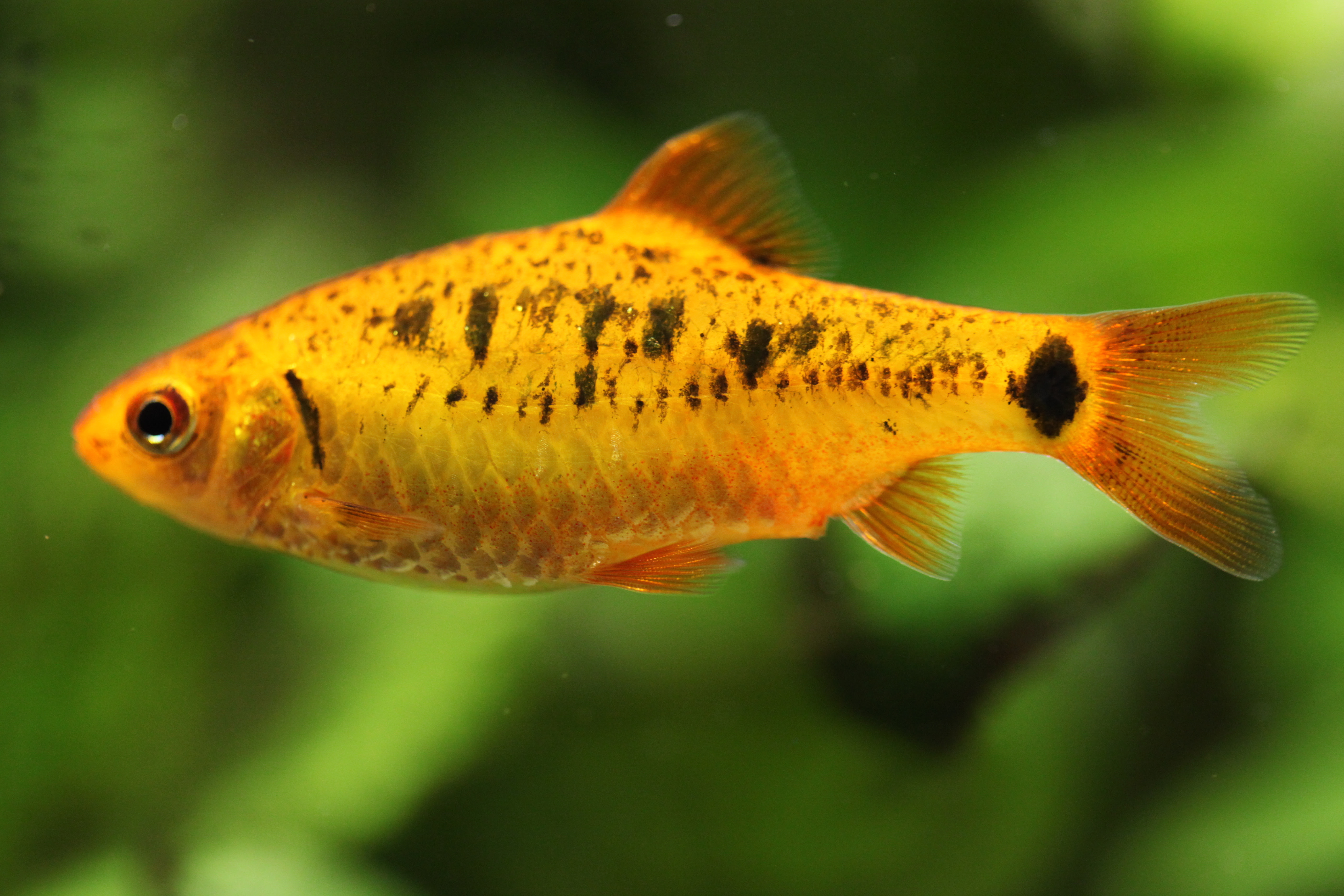 File:Aquarium fish.jpg Wikipedia File:Aquarium fish.jpg Wikipedia