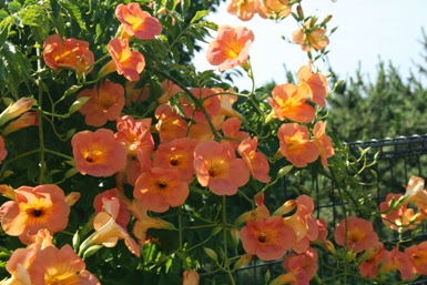 最も選択された オレンジ色 花 木 乾いた壁