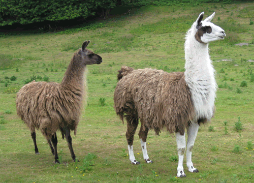 Llama-Rama MEGATHREAD 2K14! - Page 4 - General Chat ...