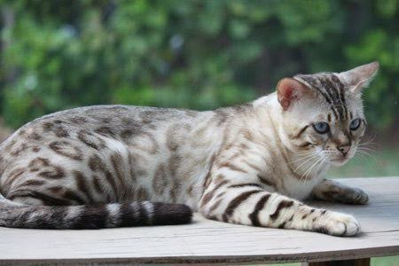 Snow Bengal Kittens Snow Bengal Kittens For Sale Bengal Cats For Sale Bengal Kittens For Sale Florida Snow Bengals Snow Bengal Kittens Charcoal Bengals Charcoal Snow Bengals