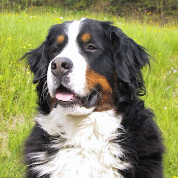 ig dog breeds list. Bernese Mountain Dog 10 big dog breeds list. ig dog breeds list. Bernese Mountain Dog 10