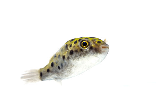 ミドリフグの飼育 水槽の立ち上げ方法は 熱帯魚 淡水魚 海水魚の図鑑
