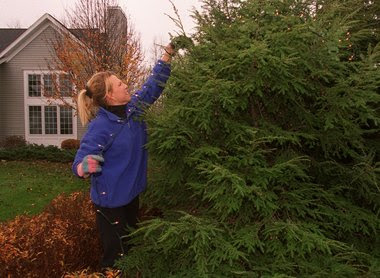 Christmas lights: Do's and Don'ts - have a plan for outdoor decor ...