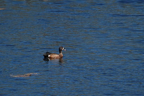 blue-winged teal