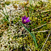 satin flower , mt macdonald