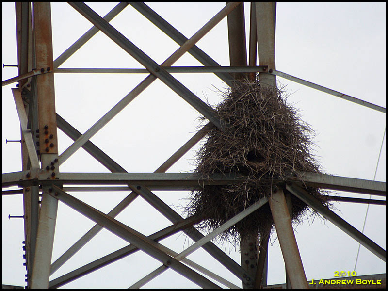 Monk Parakeet Nest