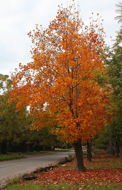Otoño en Lomas de San Isidro 32