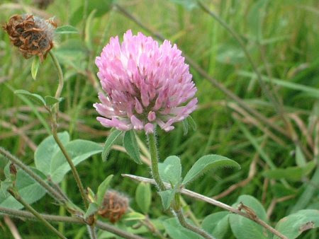 デンマークの国花はマーガレットか レッド クローバーか ケペル先生のブログ