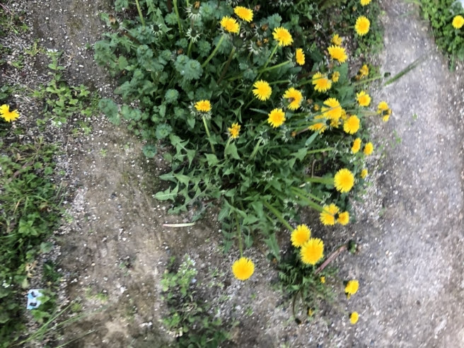 春の無料食材 タンポポを天ぷらにして野草で貧乏飯 あげめし