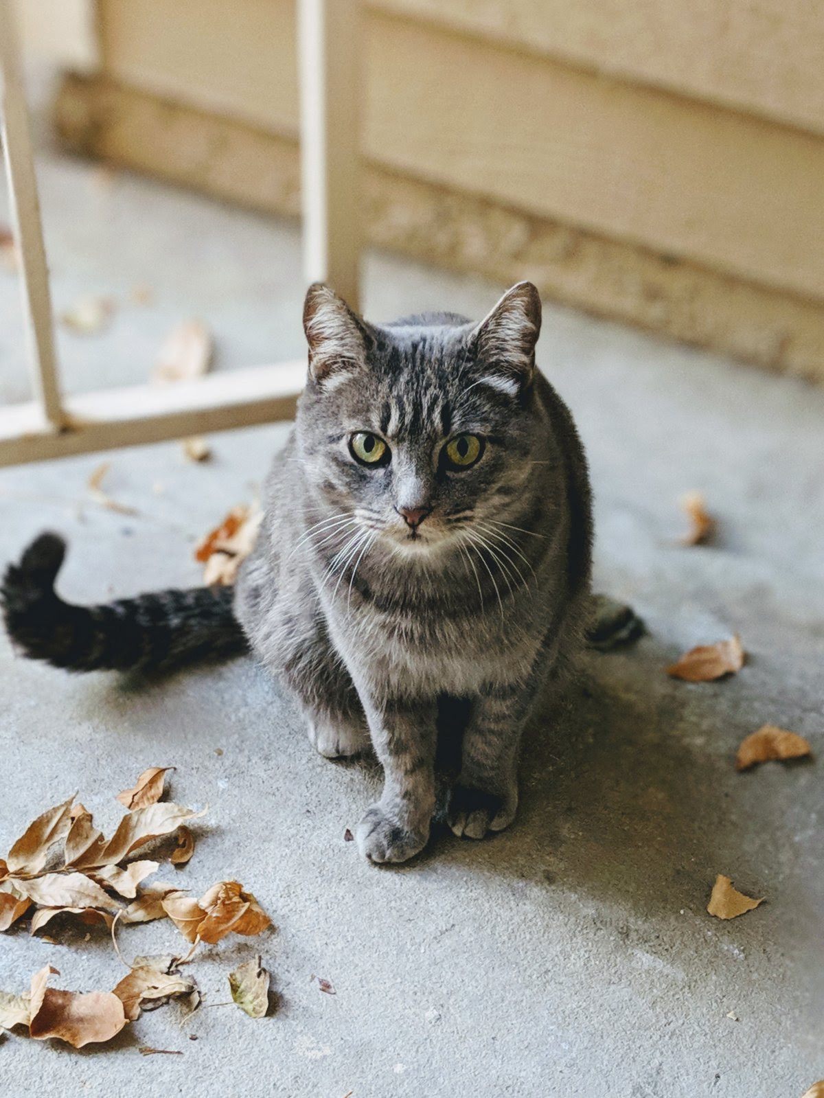 灰色狸花猫图片 高清图片