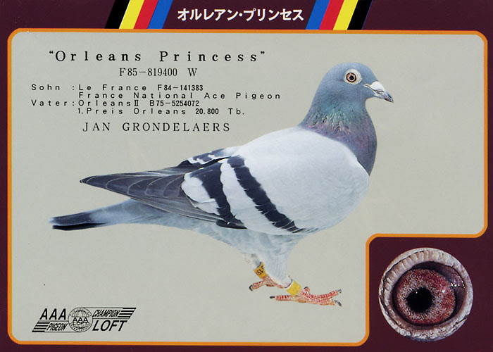 種鳩 直仔 特別分譲 チャンピオンレース鳩の血統が全国の鳩レースで活躍中