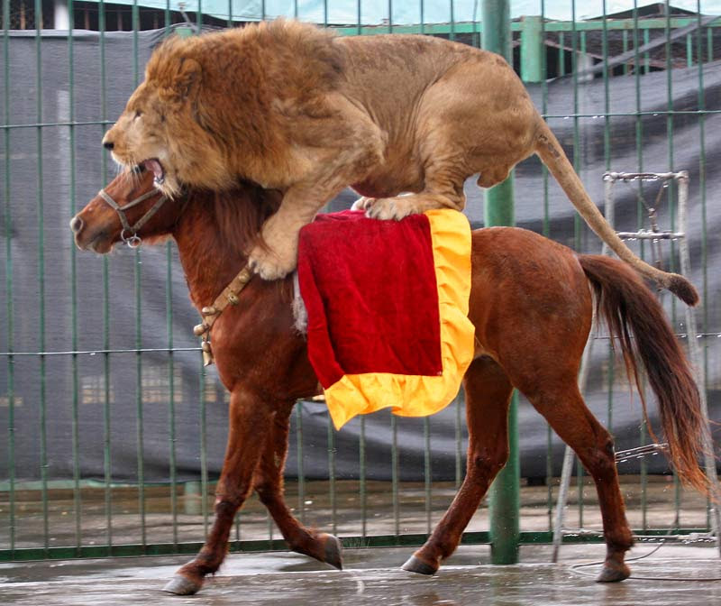 The Last Lions