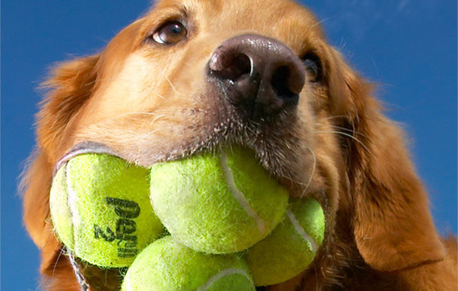 ドッグトレーナー Hth Dog School ギネス記録 すごい犬