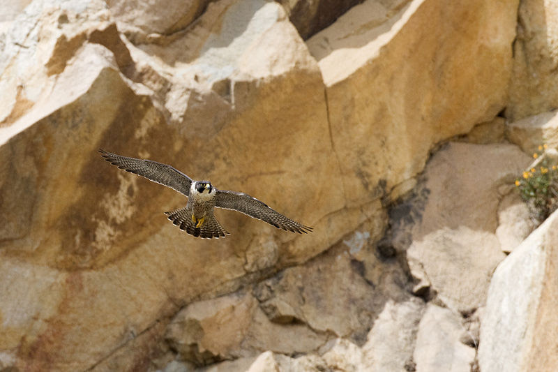 File:Peregrine Falcon in flight.jpg