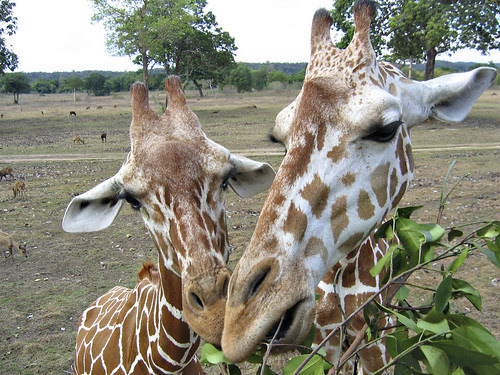 Sharing food